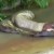 anaconda