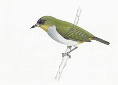 Kicau Burung