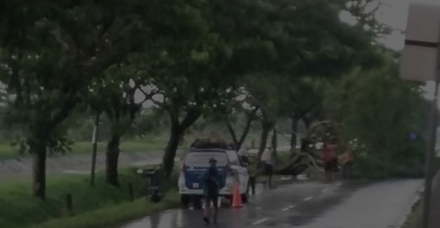 pohon tumbang