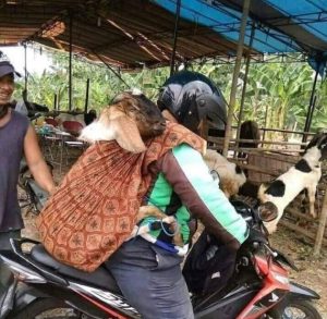 Kambing Korban idul Adha